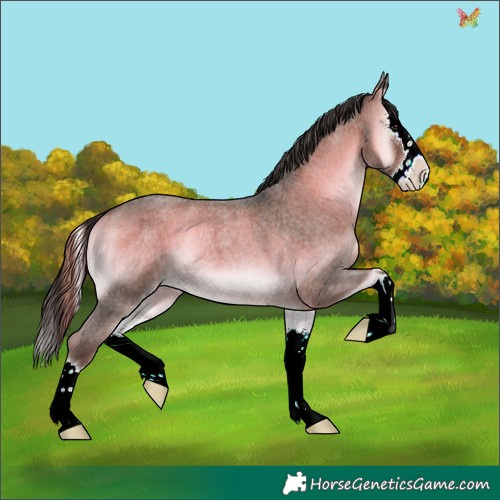 Horse Color:Liver Red Onyx Roan Splash 