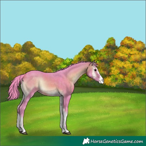 Horse Color:Watercolor Chocolate Buckskin Onyx Appaloosa 