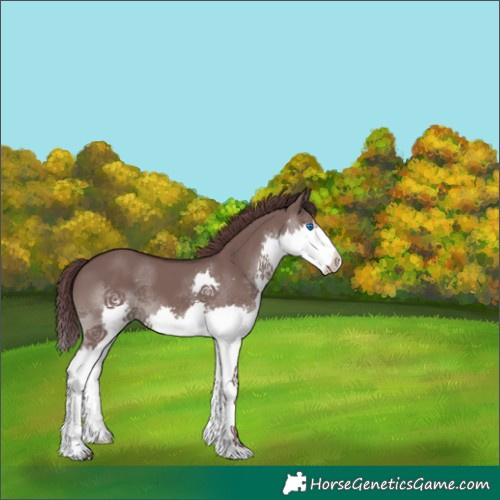 Horse Color:Chocolate Grullo Splash 