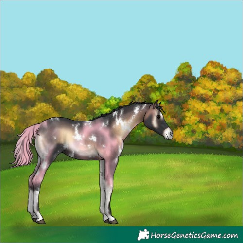 Horse Color:White Spotted Brown Onyx 