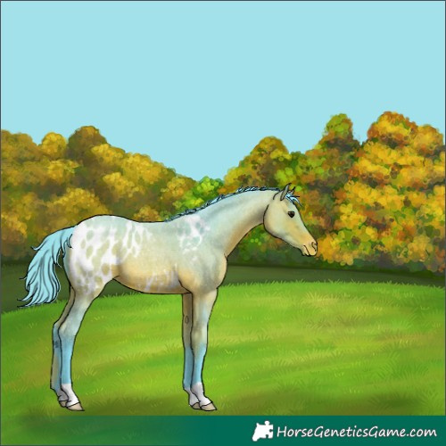 Horse Color:Watercolor Bay Roan Appaloosa 