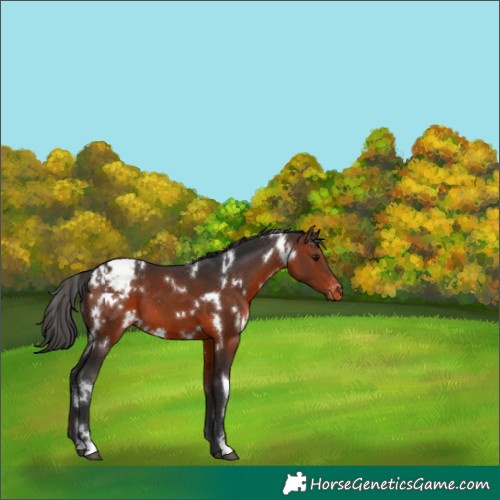 Horse Color:White Spotted Brown Varnish 