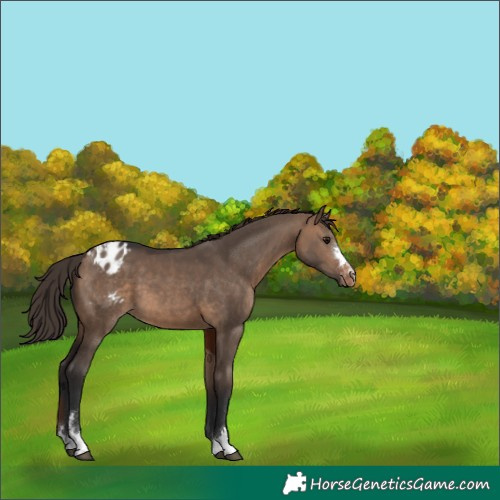 Horse Color:Brown Dun Blanket 