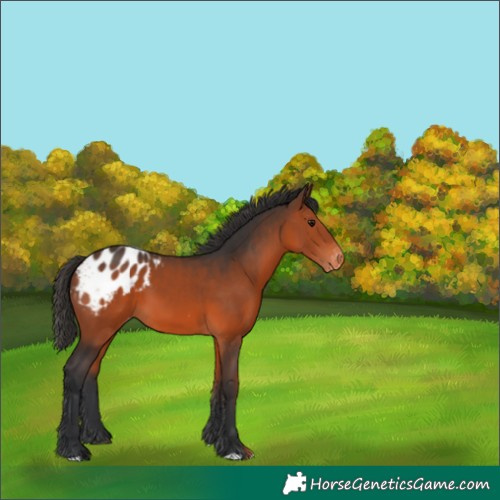 Horse Color:Brown Appaloosa