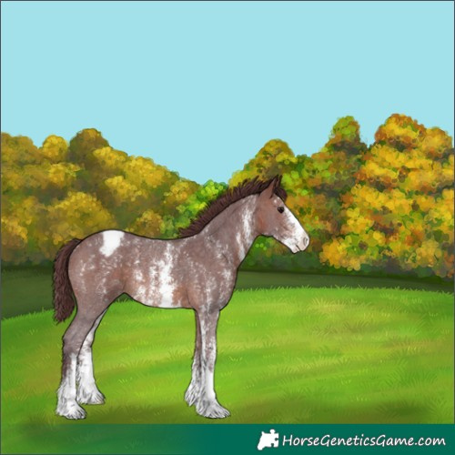 Horse Color:Chocolate Brown Sabino Appaloosa Rabicano 