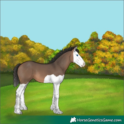 Horse Color:Bay Dun Splash 