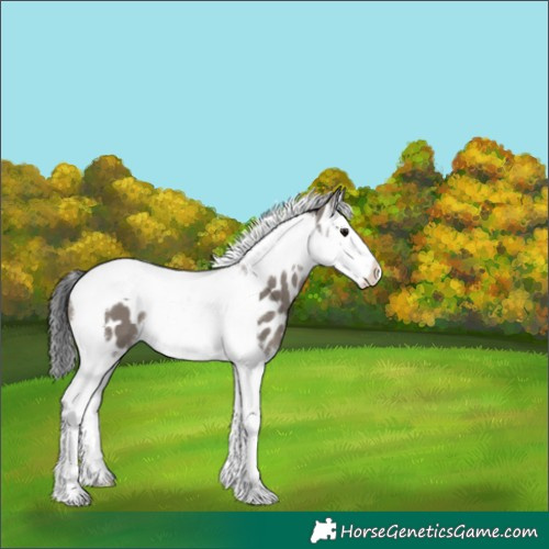Horse Color:Grullo Splash Tobiano Near Leopard 