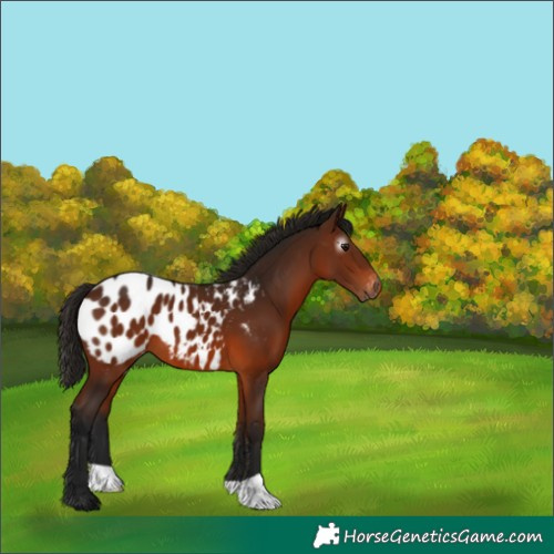 Horse Color:Gray Bay Appaloosa 