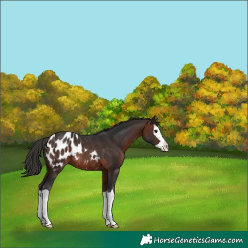 Horse Color:Brown Splash Appaloosa Rabicano