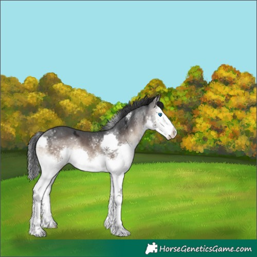 Horse Color:White Spotted Brown Ice Onyx Splash 
