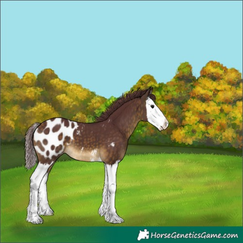 Horse Color:White Spotted Chocolate Buckskin Splash Appaloosa 