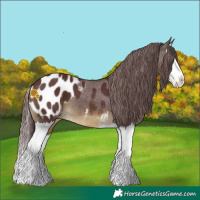 Horse Color:White Spotted Chocolate Buckskin Splash Appaloosa