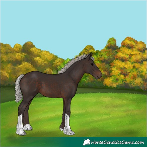 Horse Color:Silver Brown Tobiano 
