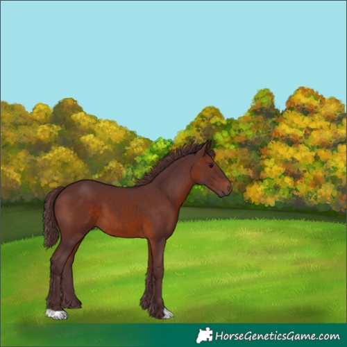 Horse Color:Chocolate Brown 