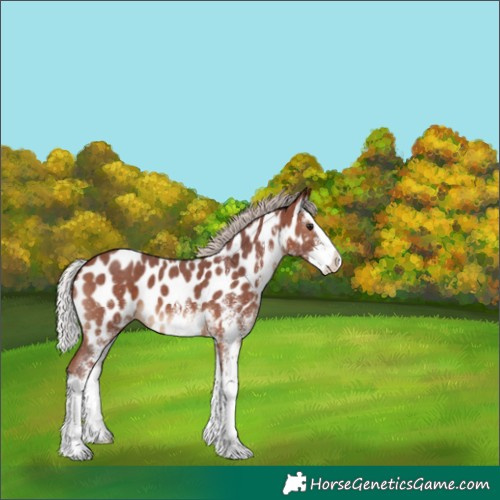 Horse Color:White Spotted Chocolate Silver Bay Splash Appaloosa 