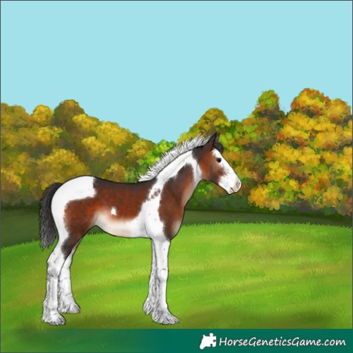 Horse Color:Brown Splash Tobiano 