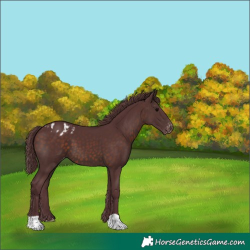 Horse Color:Chocolate Brown Appaloosa 