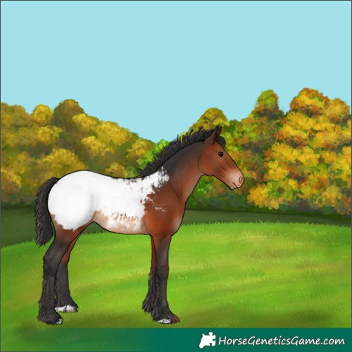Horse Color:Brown Appaloosa 