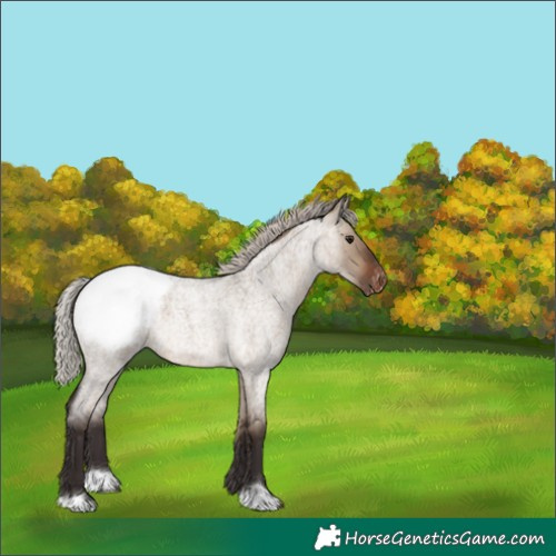 Horse Color:Silver Brown Roan Dun Appaloosa 