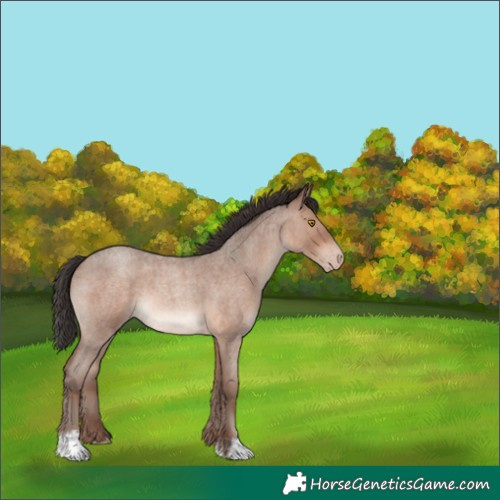 Horse Color:Sable Champagne Roan 