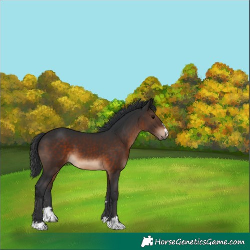 Horse Color:Brown