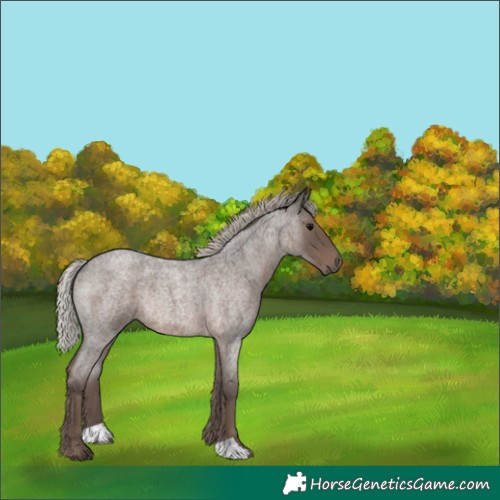 Horse Color:Silver Blue Roan Rabicano 
