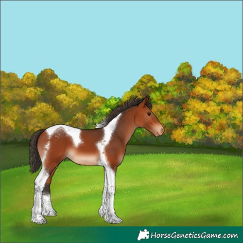 Horse Color:Bay Tobiano Appaloosa 