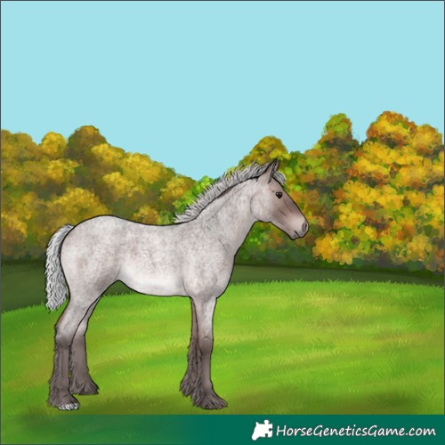 Horse Color:Platinum Silver Bay Roan 