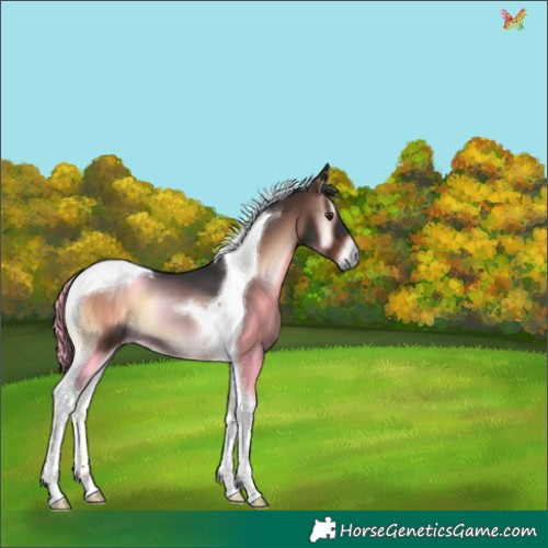 Horse Color:Liver Red Onyx Tobiano