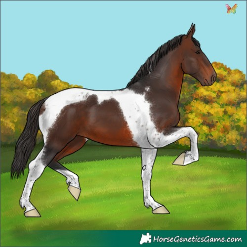 Horse Color:Brown Tobiano 