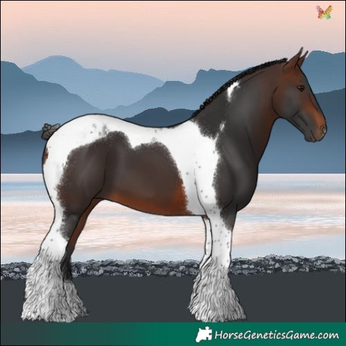 Horse Color:Brown Tobiano 