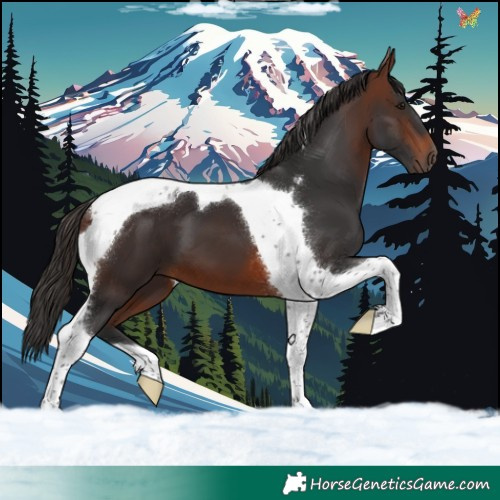 Horse Color:Brown Tobiano 