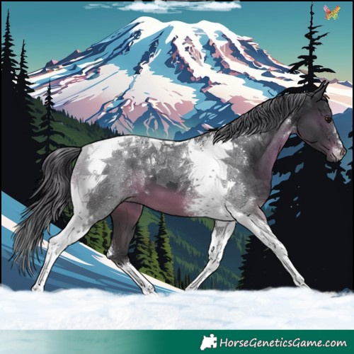 Horse Color:Black Tobiano 