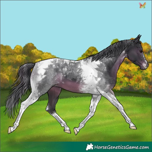 Horse Color:Black Tobiano 