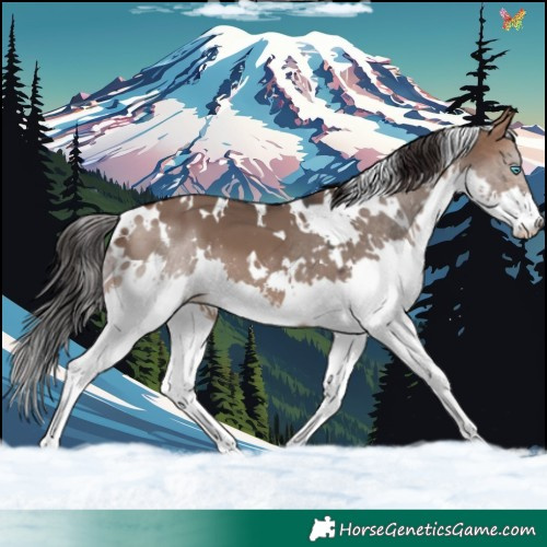 Horse Color:White Spotted Brown Dun Splash 