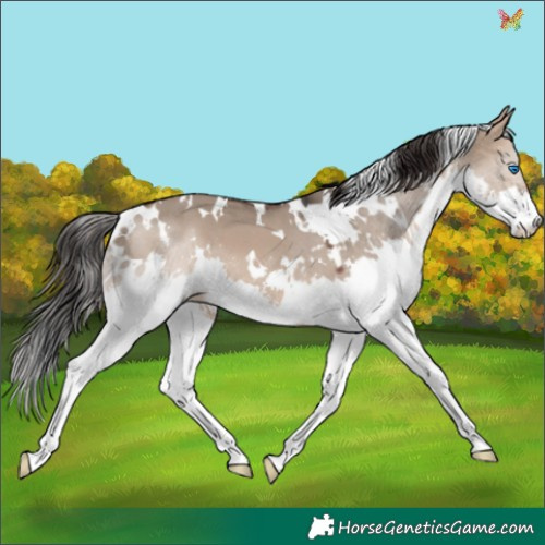 Horse Color:White Spotted Brown Dun Splash