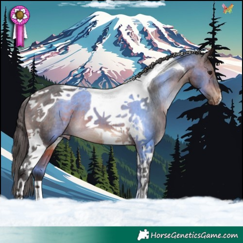 Horse Color:Brown Tobiano Appaloosa 