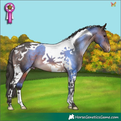 Horse Color:Brown Tobiano Appaloosa