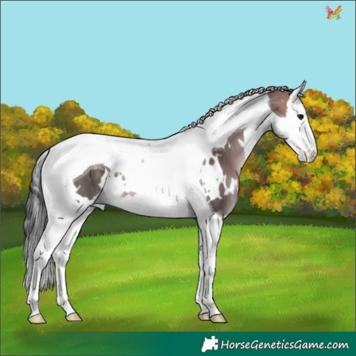 Horse Color:White Spotted Brown Dun Splash Tobiano 