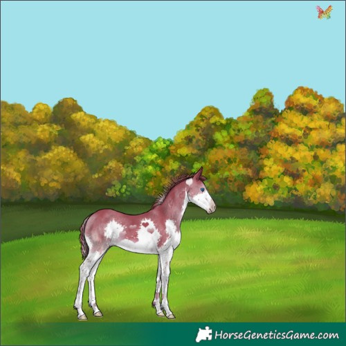 Horse Color:Watercolor Liver Chestnut Splash 
