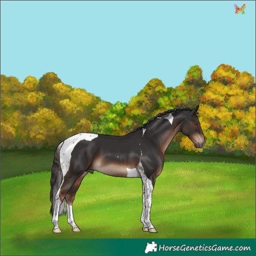Horse Color:Liver Chestnut Tobiano 