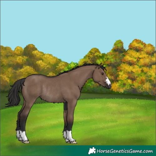 Horse Color:Liver Red Dun Rabicano