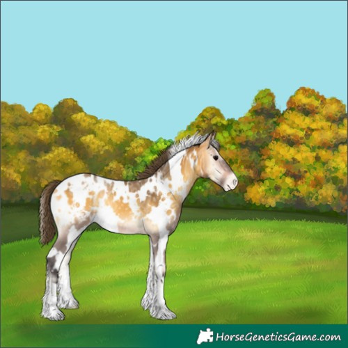 Horse Color:White Spotted Buckskin Ice Onyx Appaloosa 