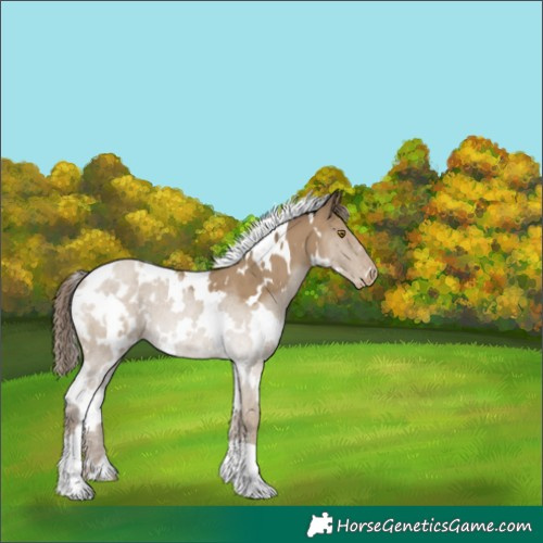 Horse Color:White Spotted Classic Cream Champagne Appaloosa 