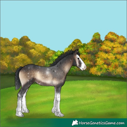 Horse Color:Brown Onyx Splash 