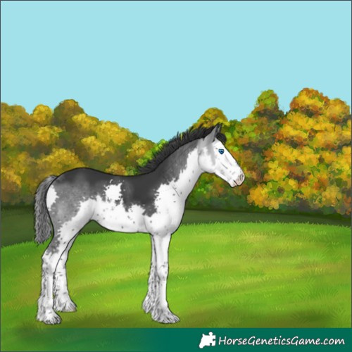 Horse Color:White Spotted Black Splash 