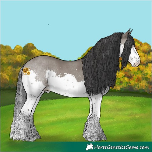Horse Color:Grullo Splash 