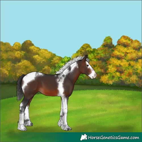 Horse Color:Brown Splash Tobiano 