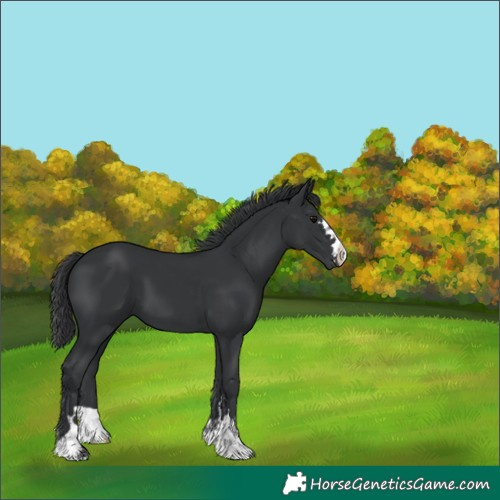 Horse Color:Black 
