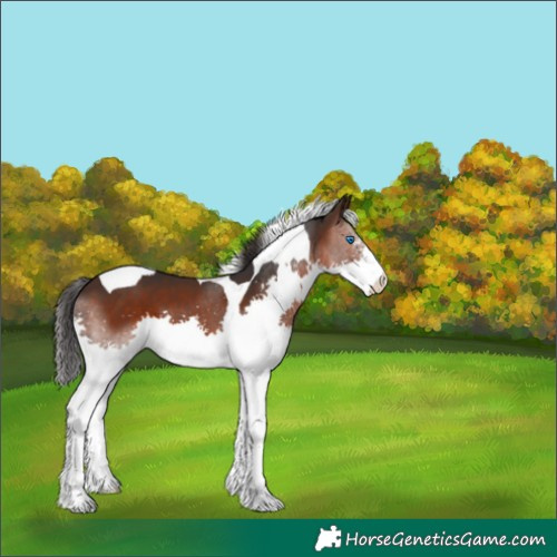 Horse Color:Brown Sabino Splash Tobiano 